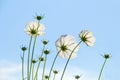 TheÃ¢â¬â¹ Cosmos Flower field with blue sky,Cosmos Flower field blooming spring flowers season Royalty Free Stock Photo